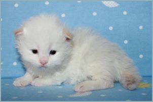 Male Siberian Kitten from Deedlebug Siberians